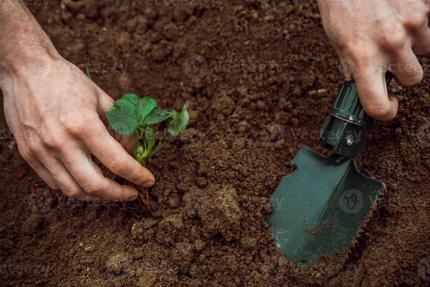 man plant strawberries in the ground with a garden shovel 2 photo