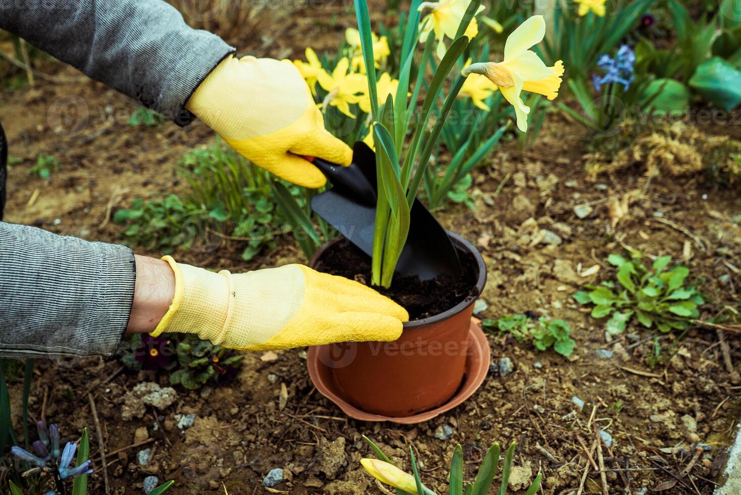 hands of a man in yellow gloves are planted in the garden in a pot of flowering yellow daffodils 1 photo
