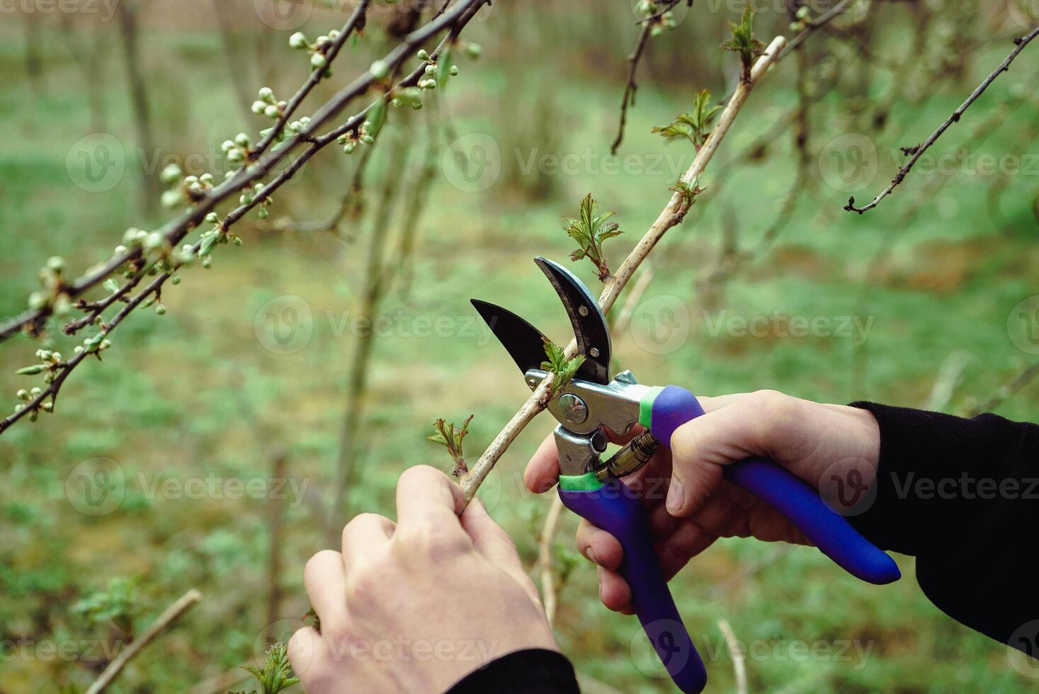 man prunes raspberry bushes with garden pruners, spring pruning of trees 1 photo