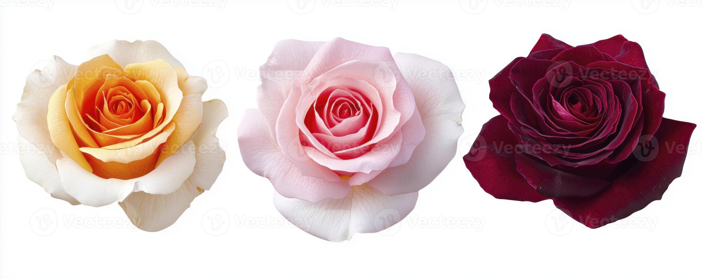 Blooming roses in red, pink and white colors isolated on white background, top view photo