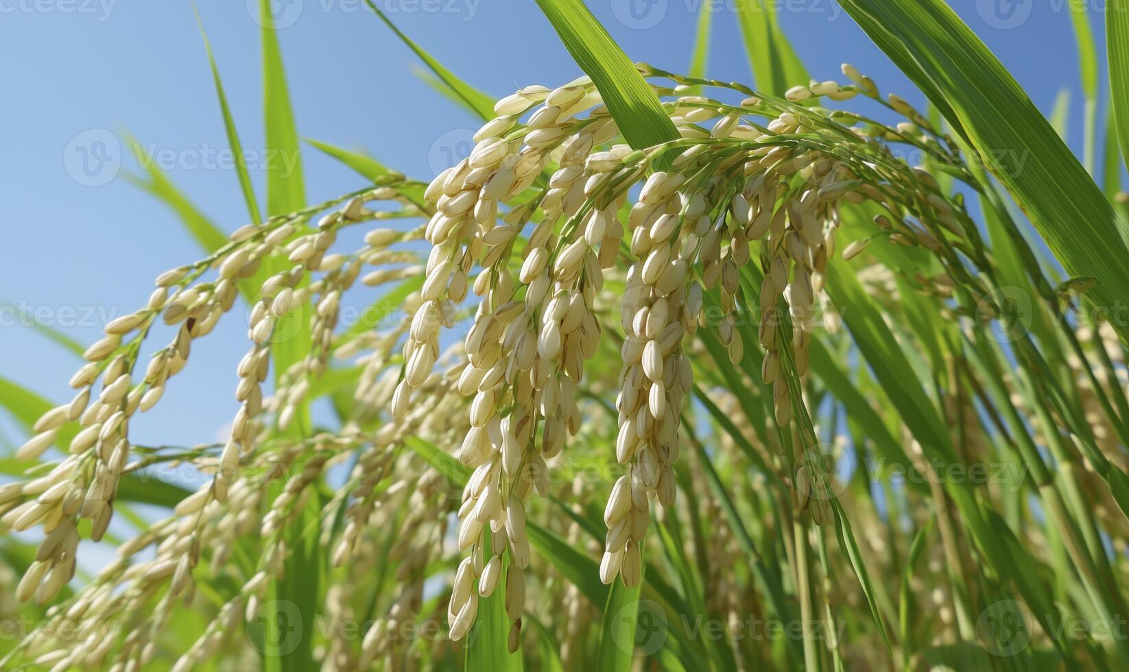 Rice grains growing on lush green stalks in rice plantation close up photo