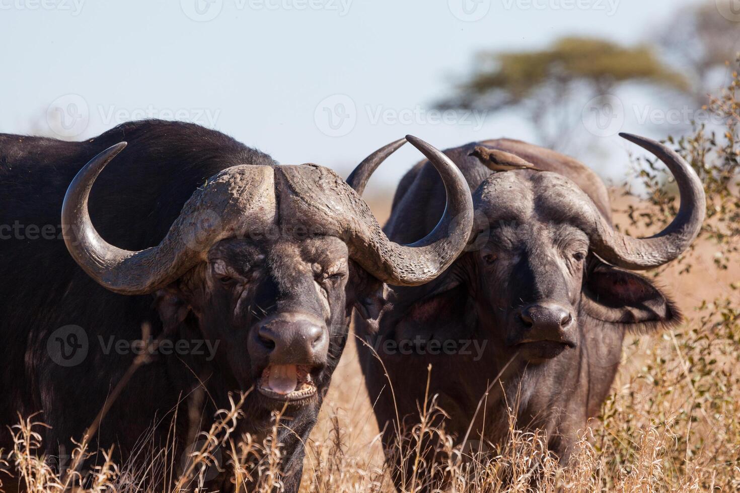 Cape Buffalo pair photo