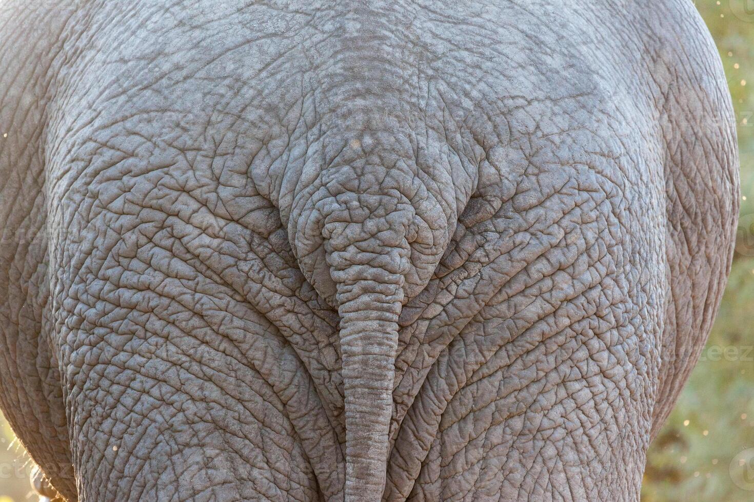 Elephant Tail in Kruger NP photo