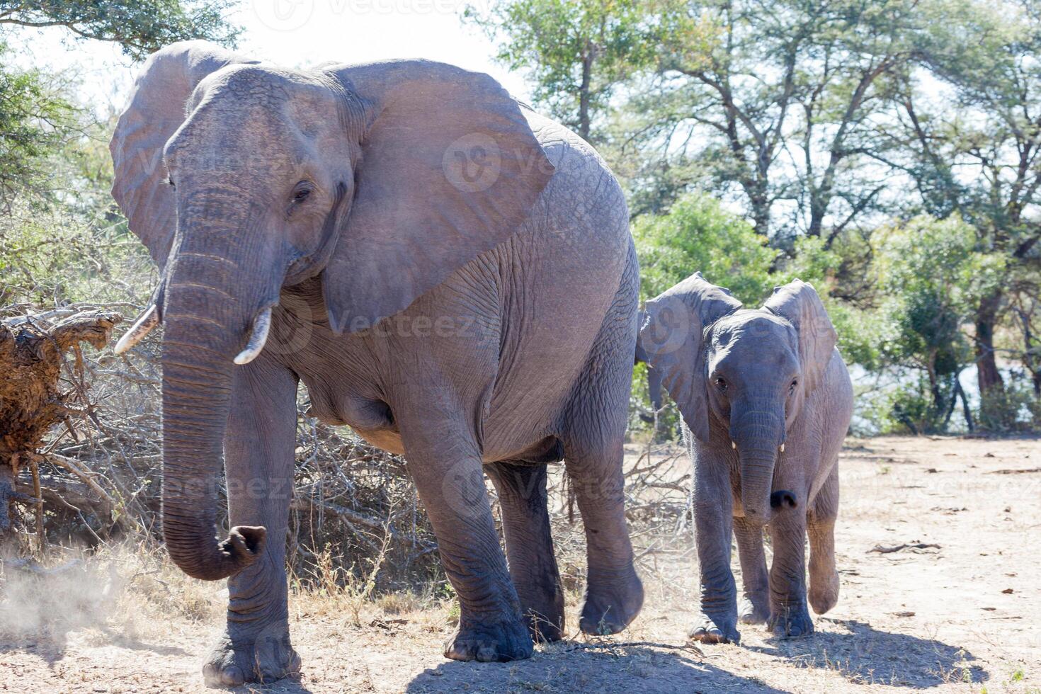 African Elephant Cow and Calf photo