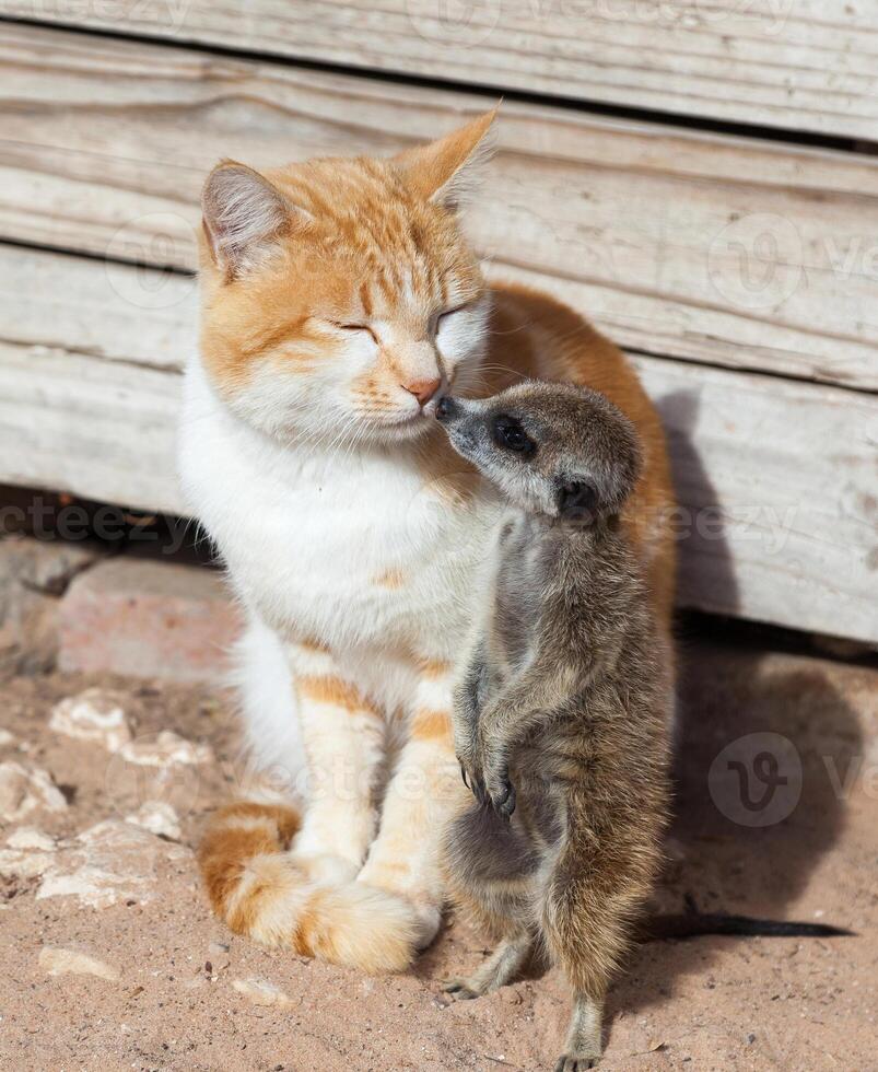 Cat and meerkat friends photo
