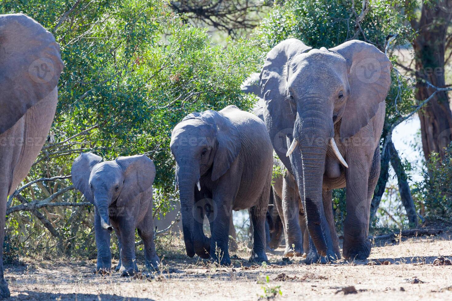 Elephant Family in Kruger NP photo