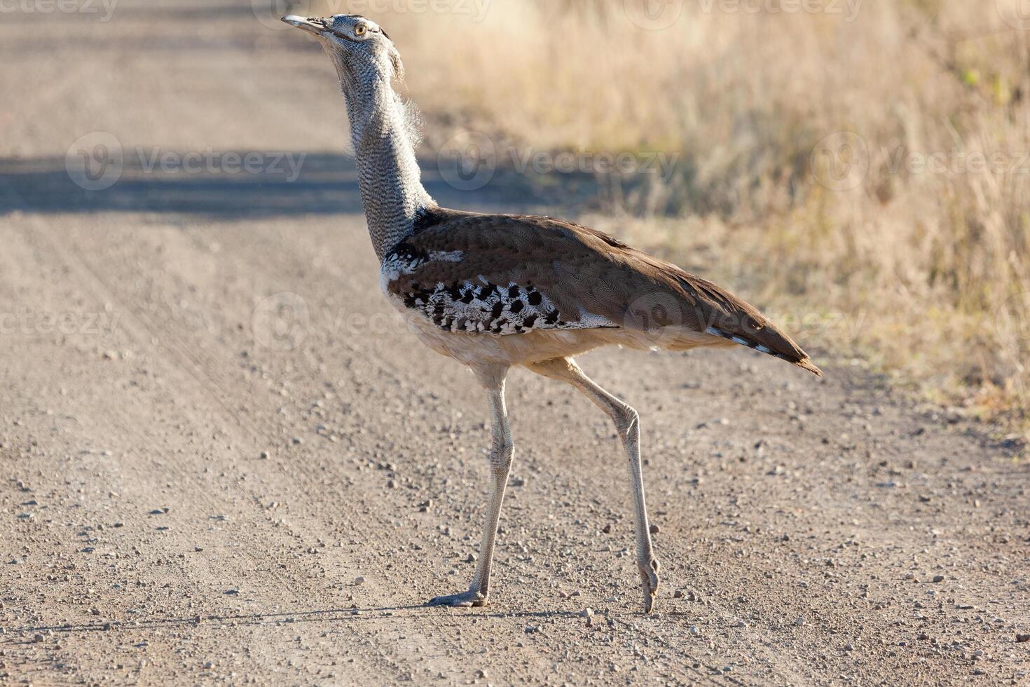 Kori Bustard walking on the dirt road photo