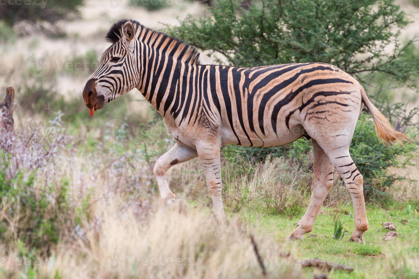 Burchell Zebra in Mokala NP photo