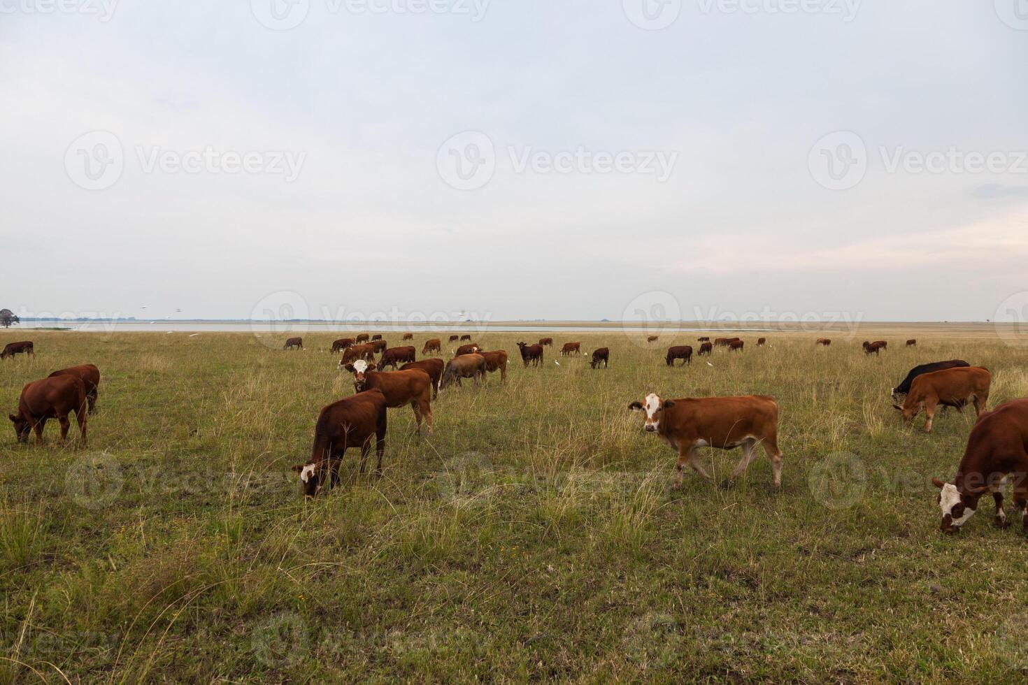 Grazing cattle in Free State photo