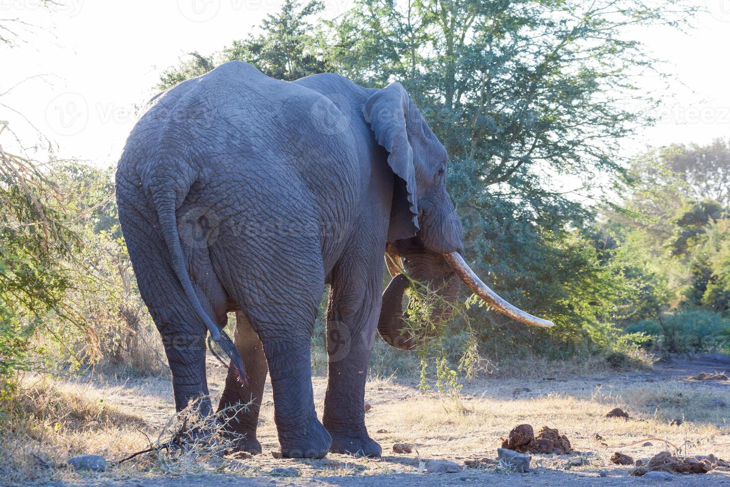 African Elephant with large white tusks grazing photo