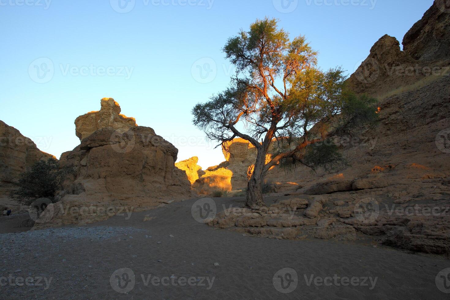 Lone tree in Sesriem Canyon photo