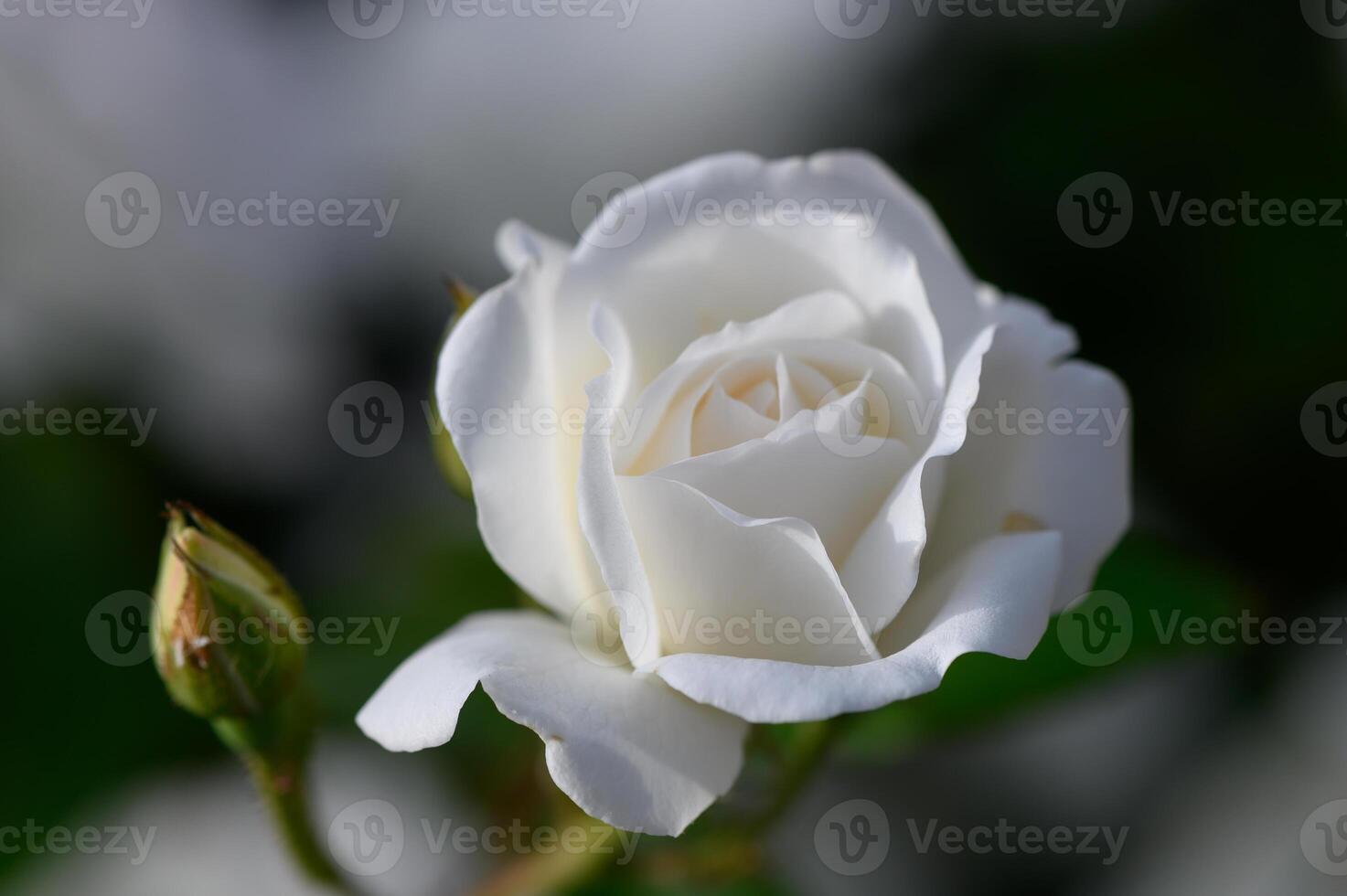 White Rose Bush in Warm Sunset Light photo