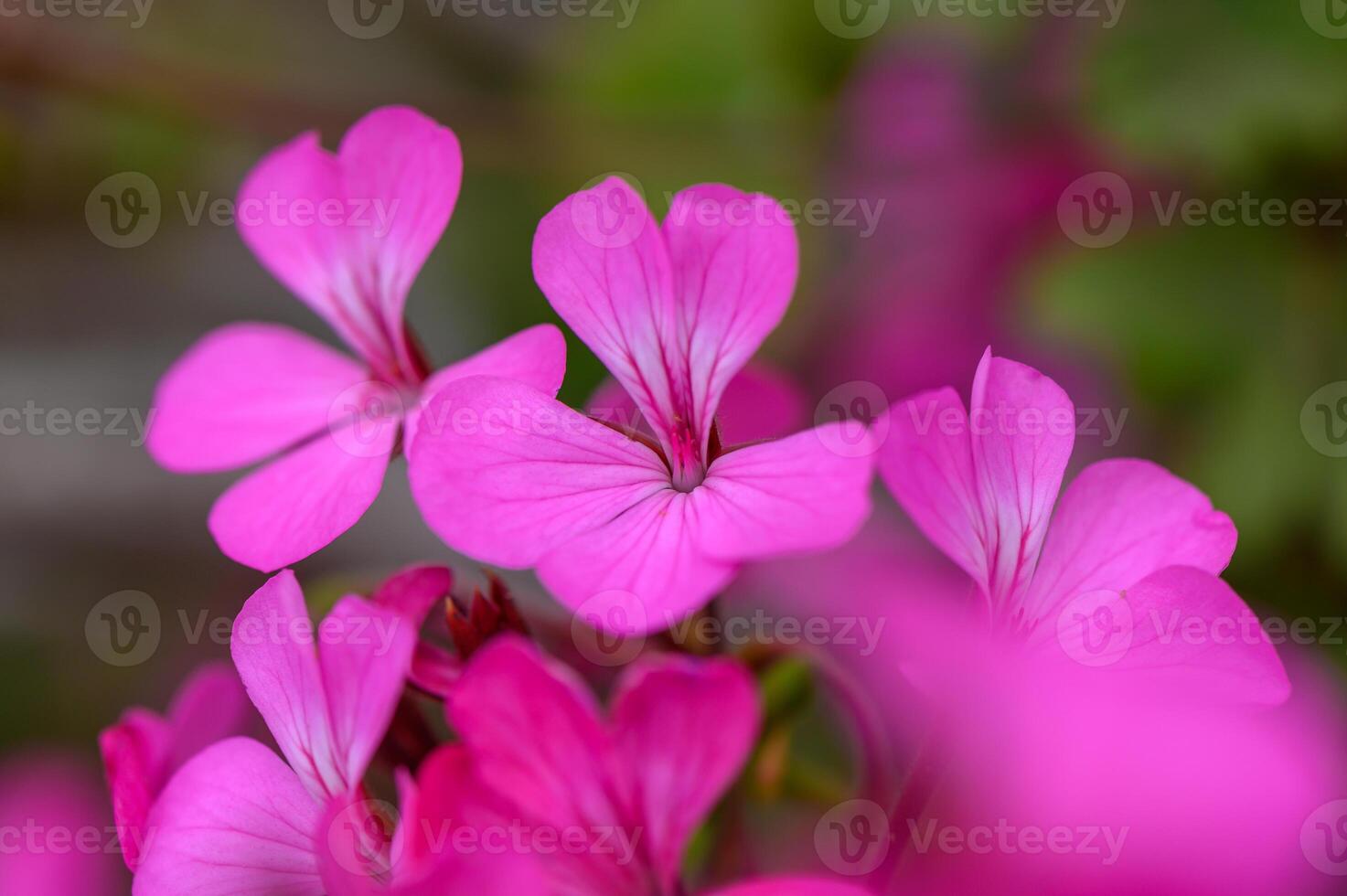 Pink Geranium Flowers in Warm Sunset Light photo