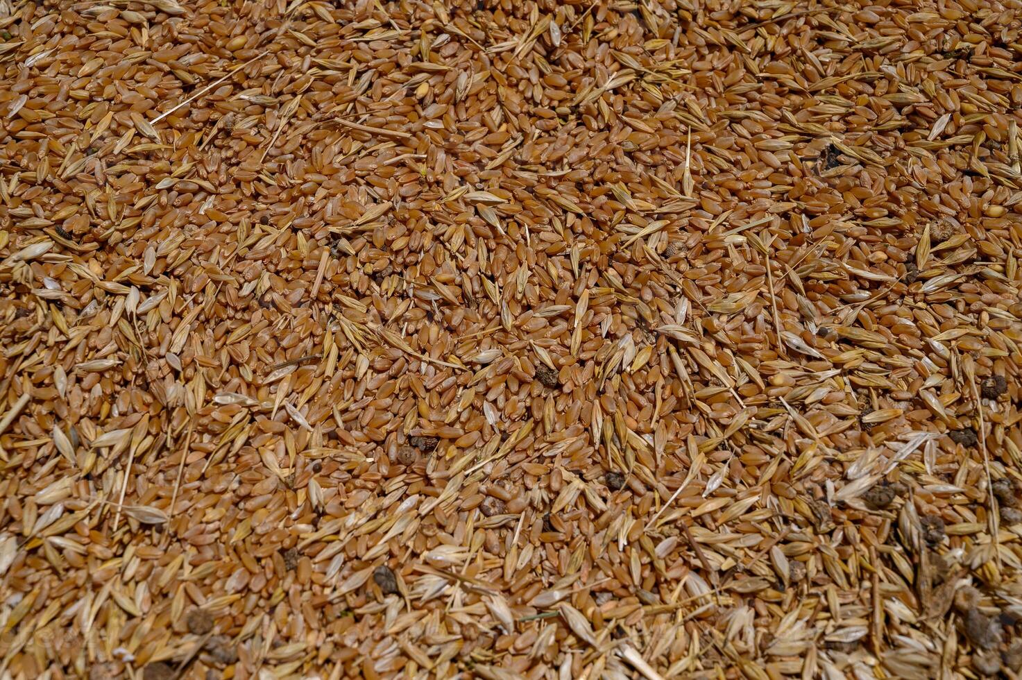 Golden Wheat Kernels in Pile Macro Background photo