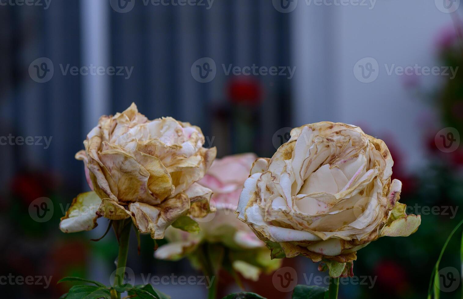 Faded white roses in a Mediterranean garden on a sunny day in Cyprus. Natural aging beauty. photo