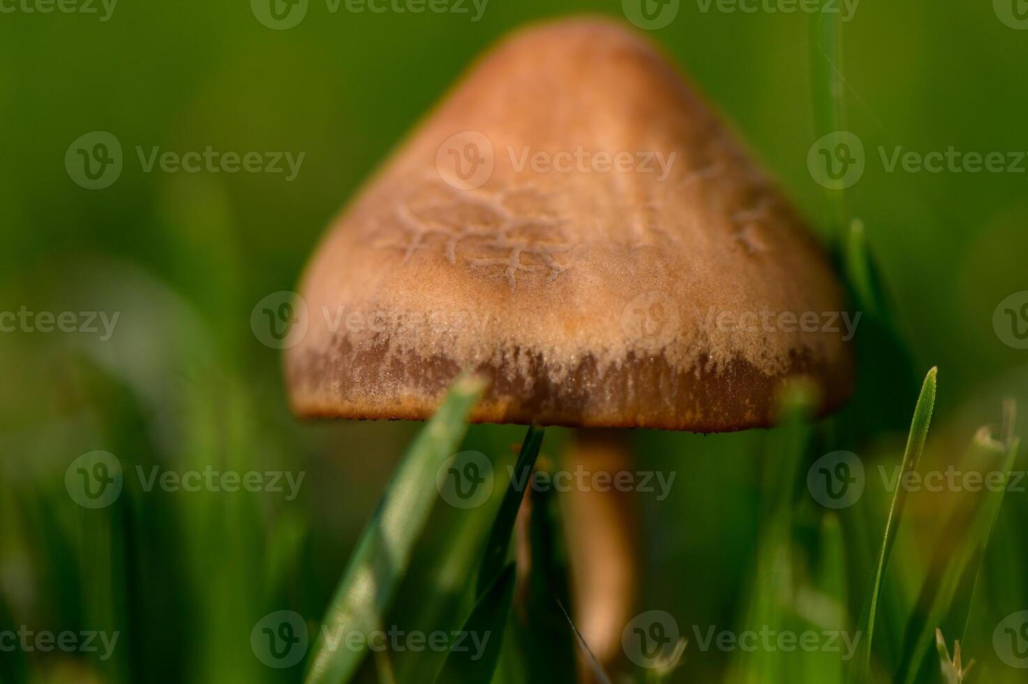 Close-Up of Mushrooms Sprouting on Lush Grass photo
