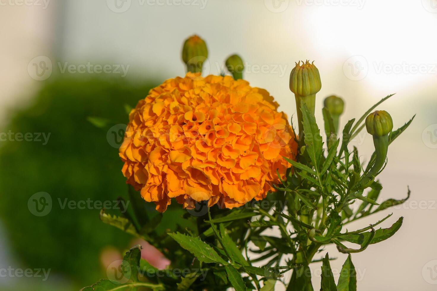 Close-Up of Vibrant Marigold Flowers in Bloom photo