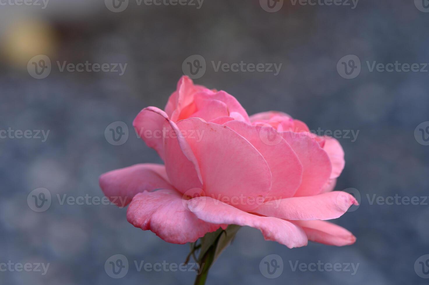 Close-up of soft pink rose lit by warm evening sun. Gentle tones and natural beauty in golden hour light. photo