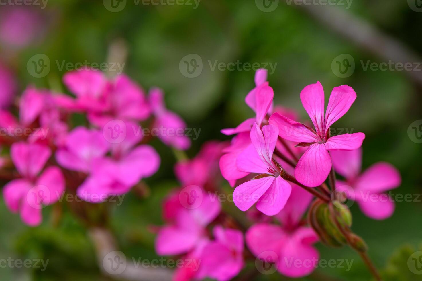 Soft Pink Geranium Blossoms in Golden Hour Light photo