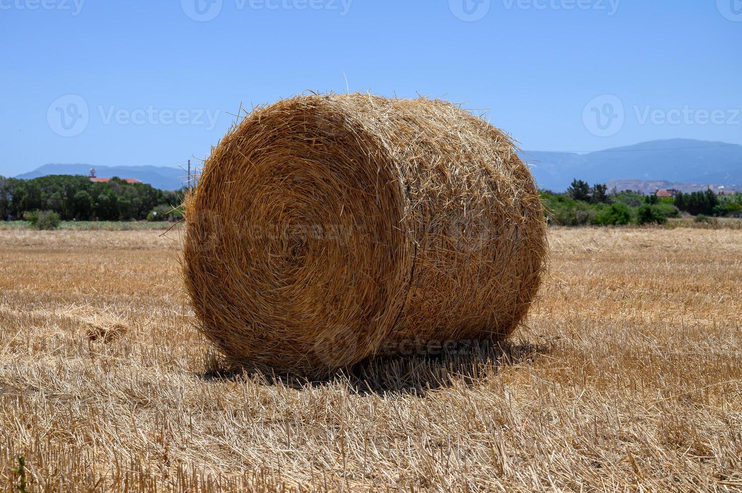 Round hay bales on a harvested field in the warm countryside of Cyprus. photo