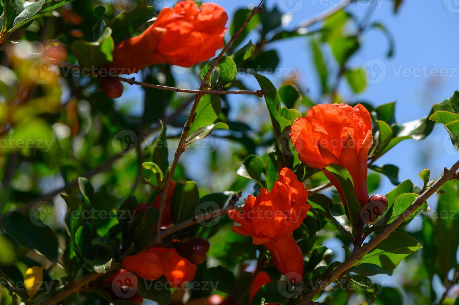Pomegranate Blossoms on Branch in Cyprus Sunlight photo