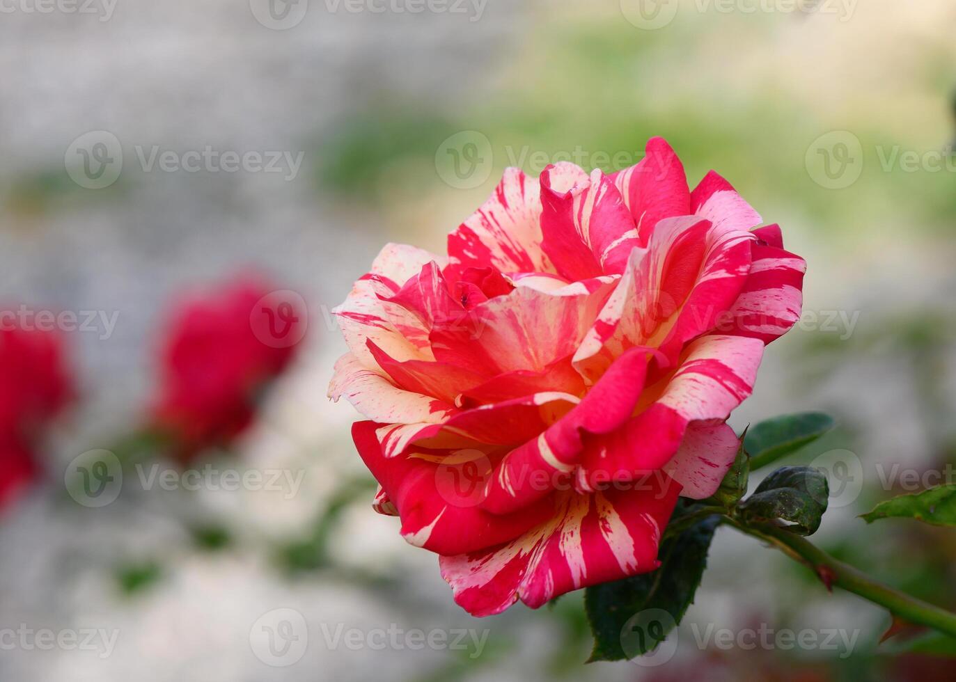Macro Image of Bicolor Yellow Red Rose Bloom photo