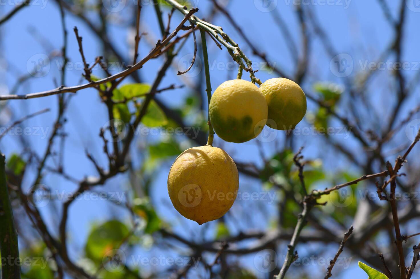 Lemon Fruits on a Branch in Cyprus Garden photo