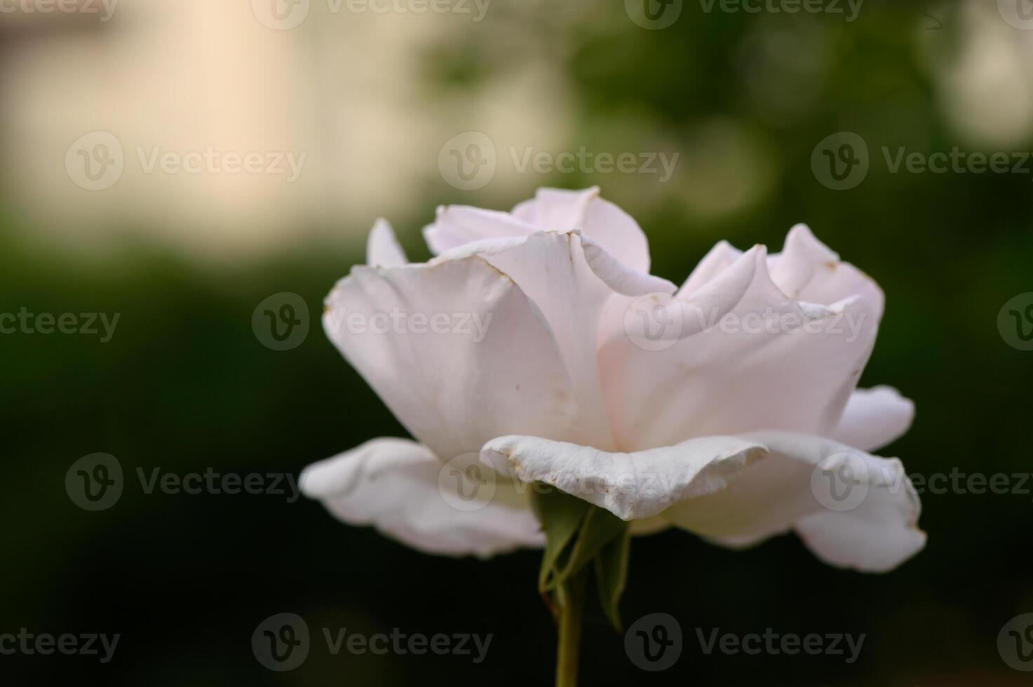 Closeup of Cream-Colored Rose in Soft Light photo