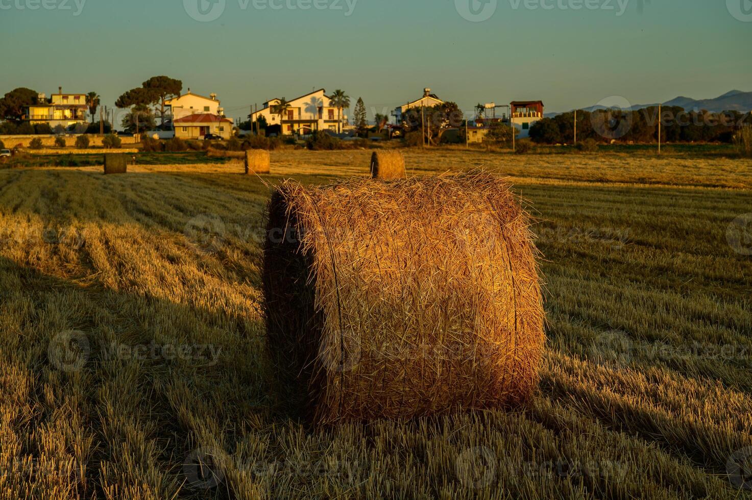 The golden light casts long shadows, highlighting the textures of the dry grass and peaceful rural landscape. photo