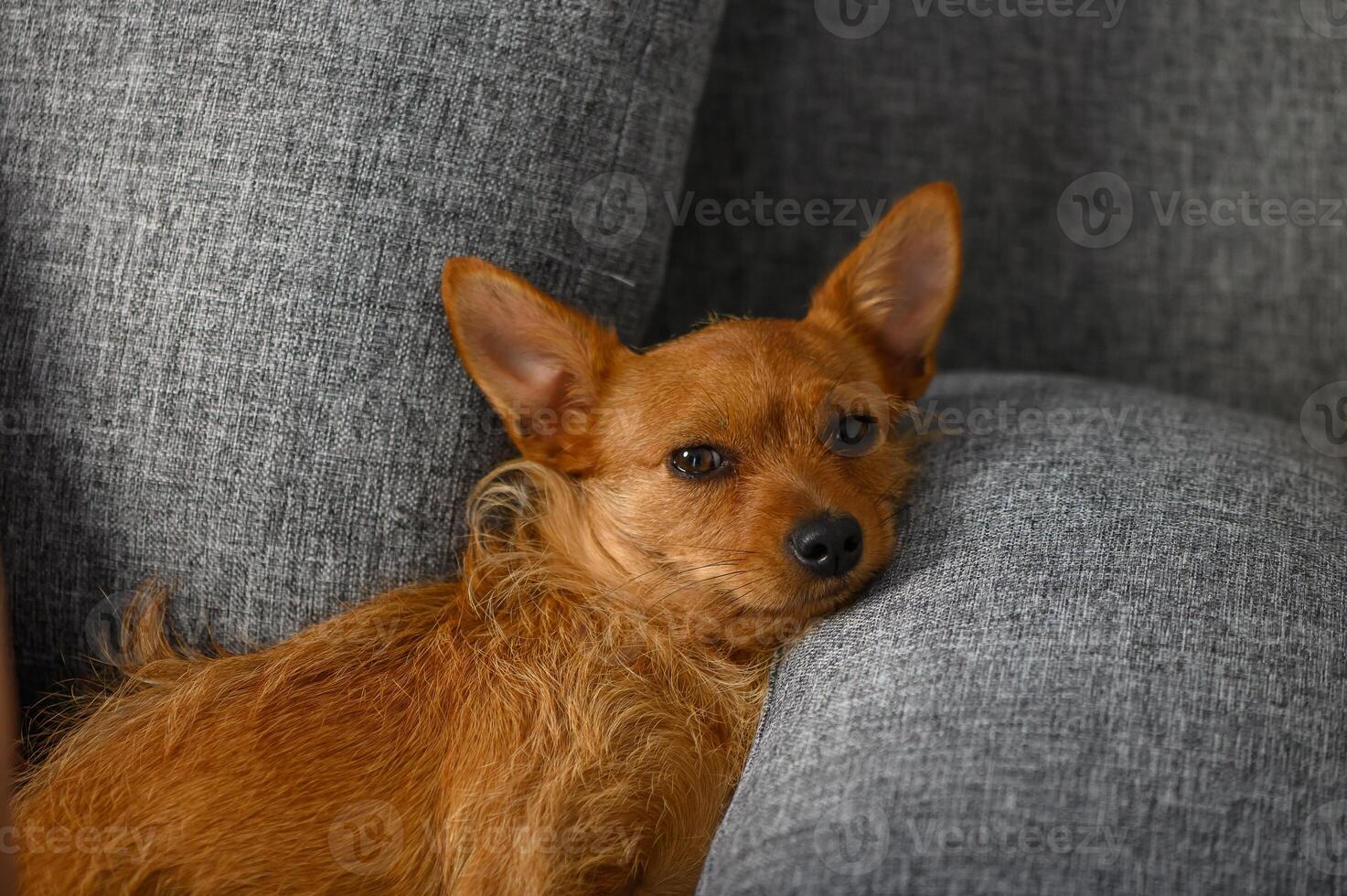 Small Red Pinscher-Type Dog Resting on Pillow on Sofa photo