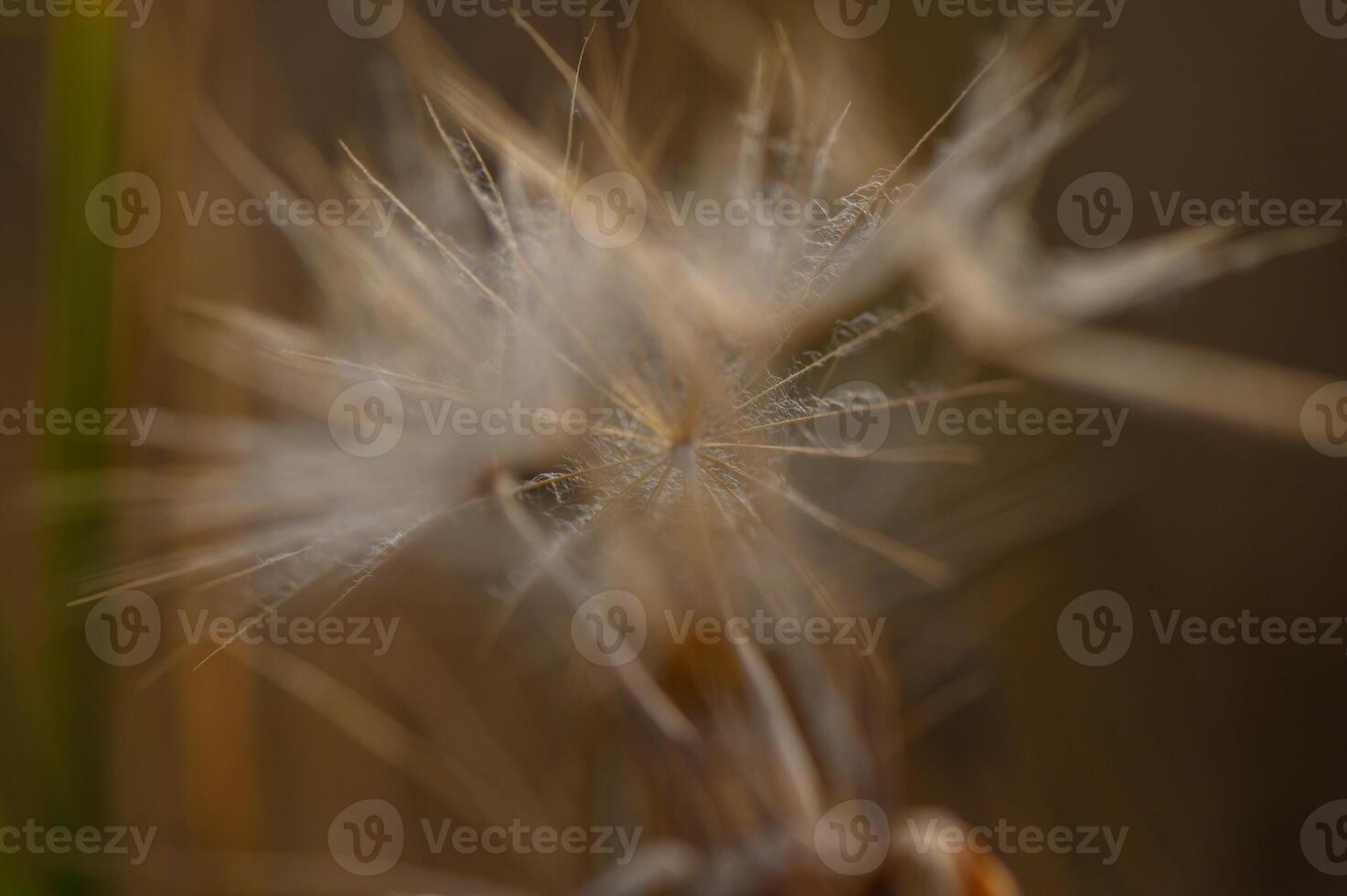 Delicate dandelion lit by warm golden sunset. Soft natural light enhances its fragile beauty. photo