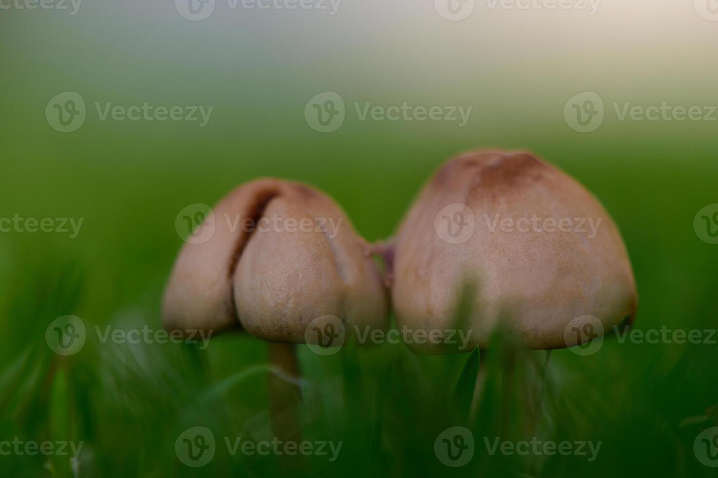 Wild mushrooms emerging through soft green grass in close-up. Natural and organic outdoor scene. photo