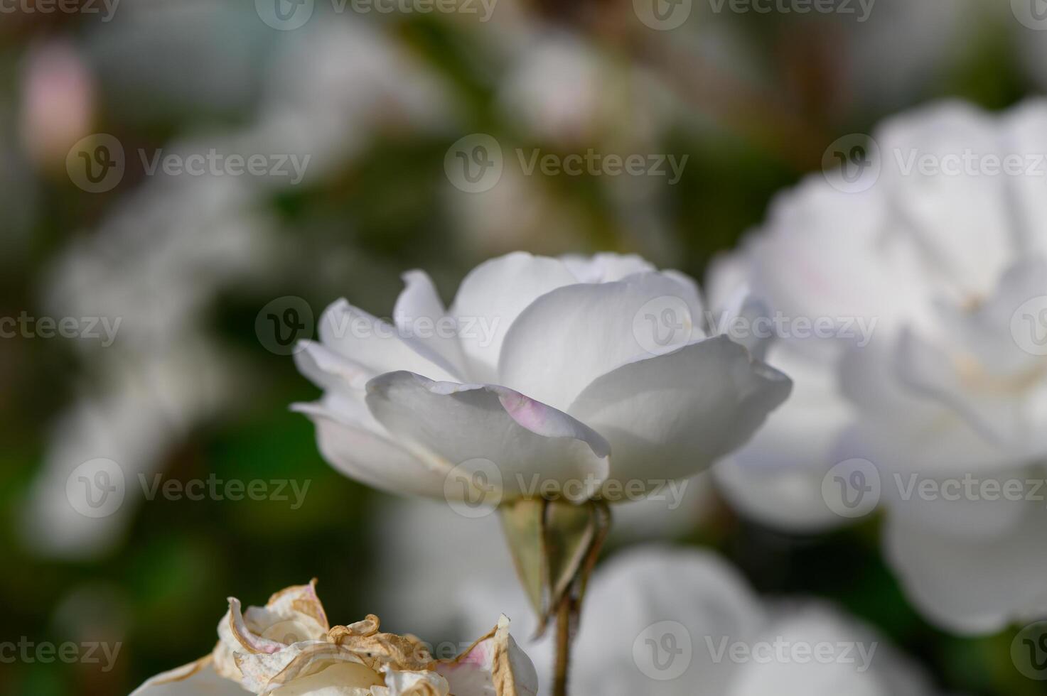 White Rose Bush Glowing in Soft Golden Hour Light photo