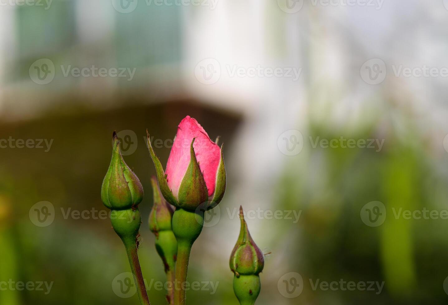 Pink rosebuds gently illuminated by warm sunset light in a garden in Cyprus. Romantic and peaceful floral scene with soft tones and natural beauty. photo