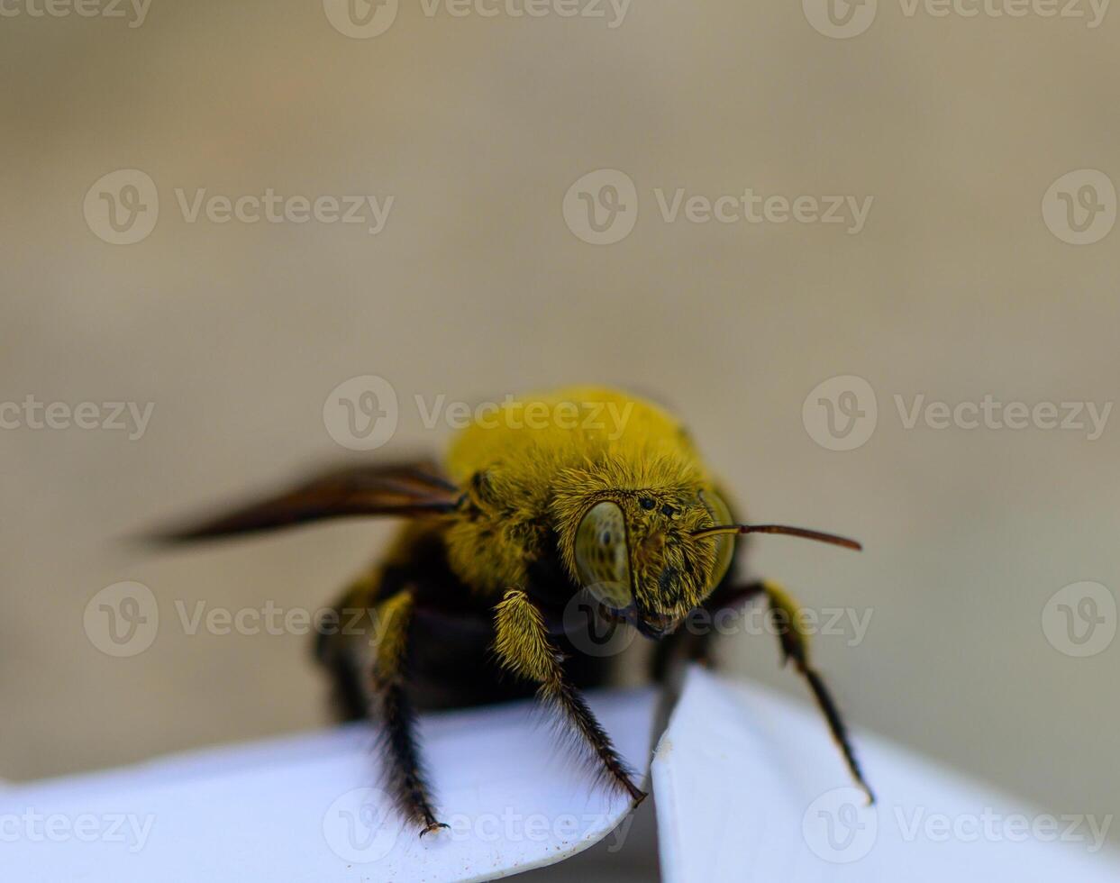 Macro photograph of a carpenter bee feeding on a flower in Cyprus. Detailed view of insect anatomy and floral interaction in natural light. photo