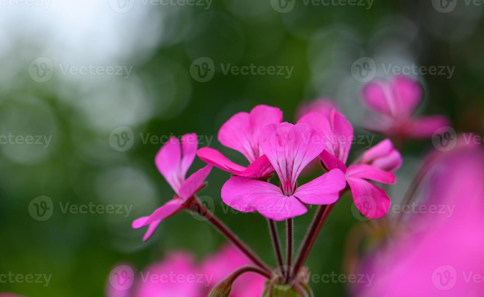 Blooming Pink Pelargonium in Gentle Evening Sunlight photo