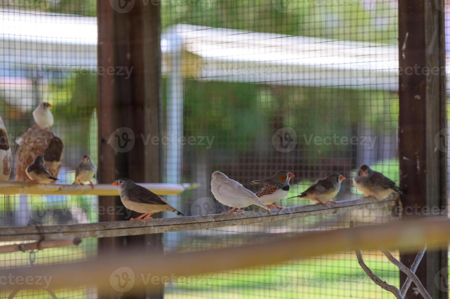 Two zebra finches perched inside a metal cage on a sunny day in Cyprus. Small tropical birds with orange beaks and striped feathers in captivity. photo