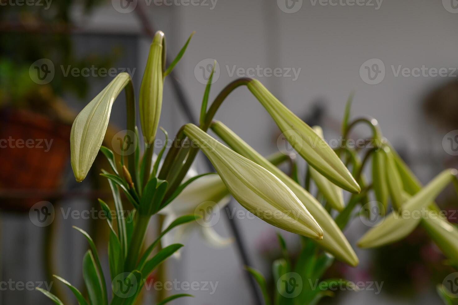 Elegant White Lilies on a Shrub in Mediterranean Garden photo