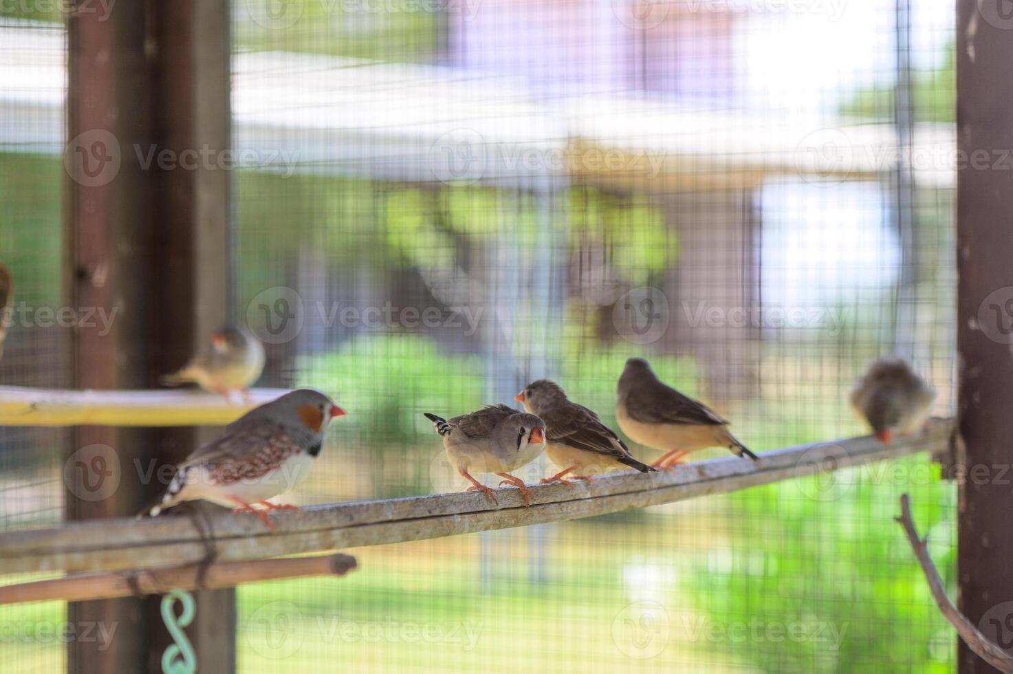Zebra finches in a cage in Cyprus photo