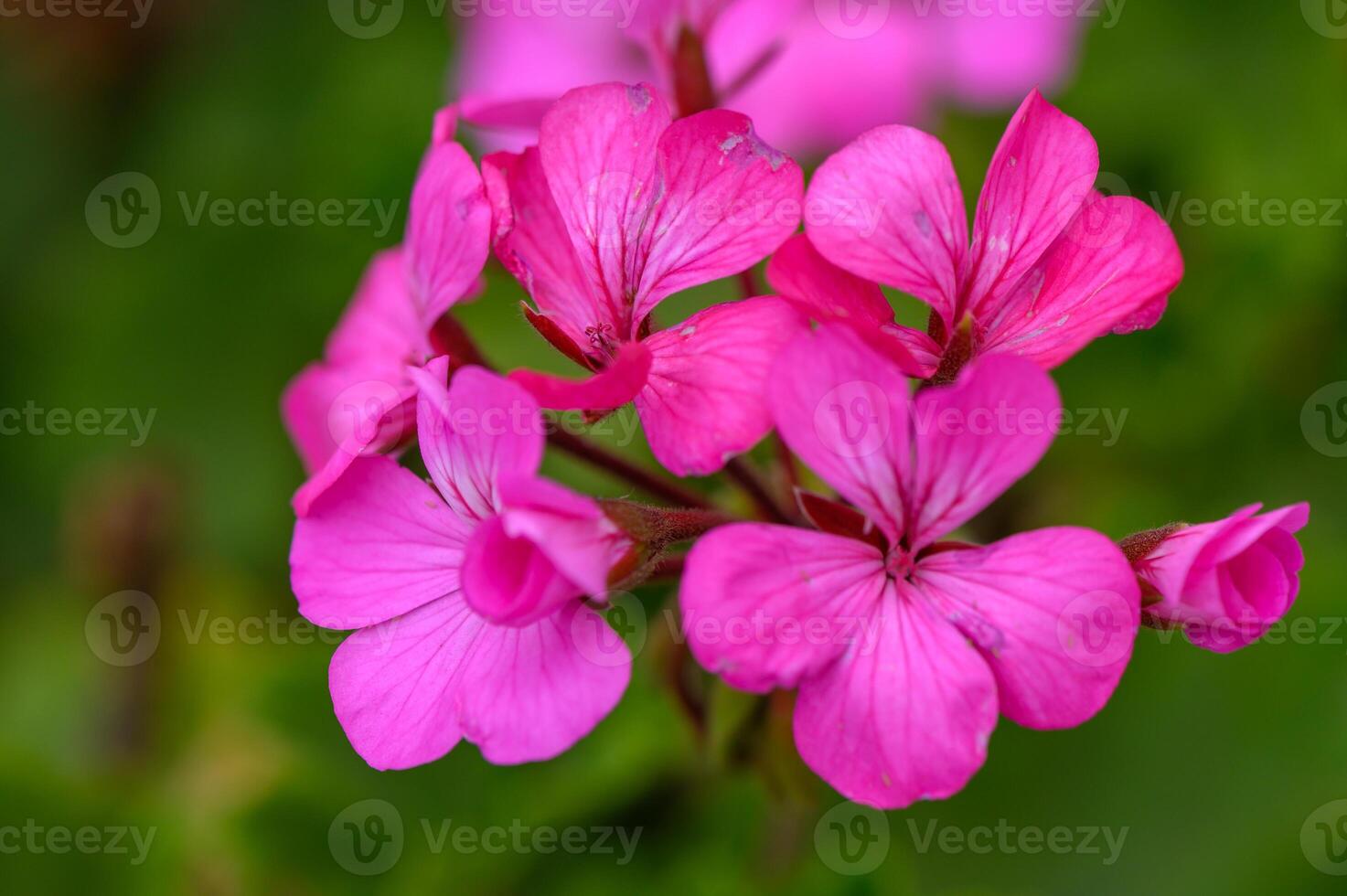 Pink Geranium Flowers in Sunset Garden Scene photo