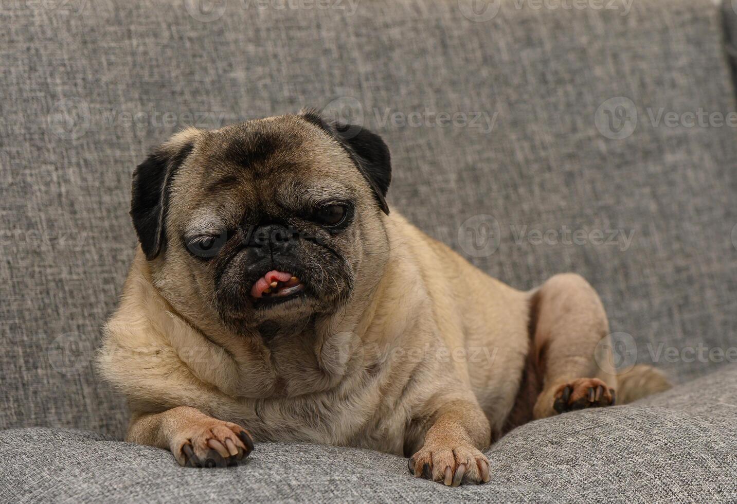 Senior pug sleeps soundly on a soft couch in a quiet and homely atmosphere. photo