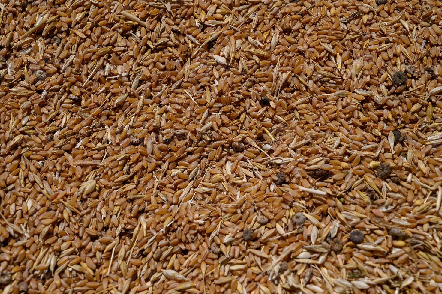 Natural background with golden wheat grains in a heap, close-up texture view. photo