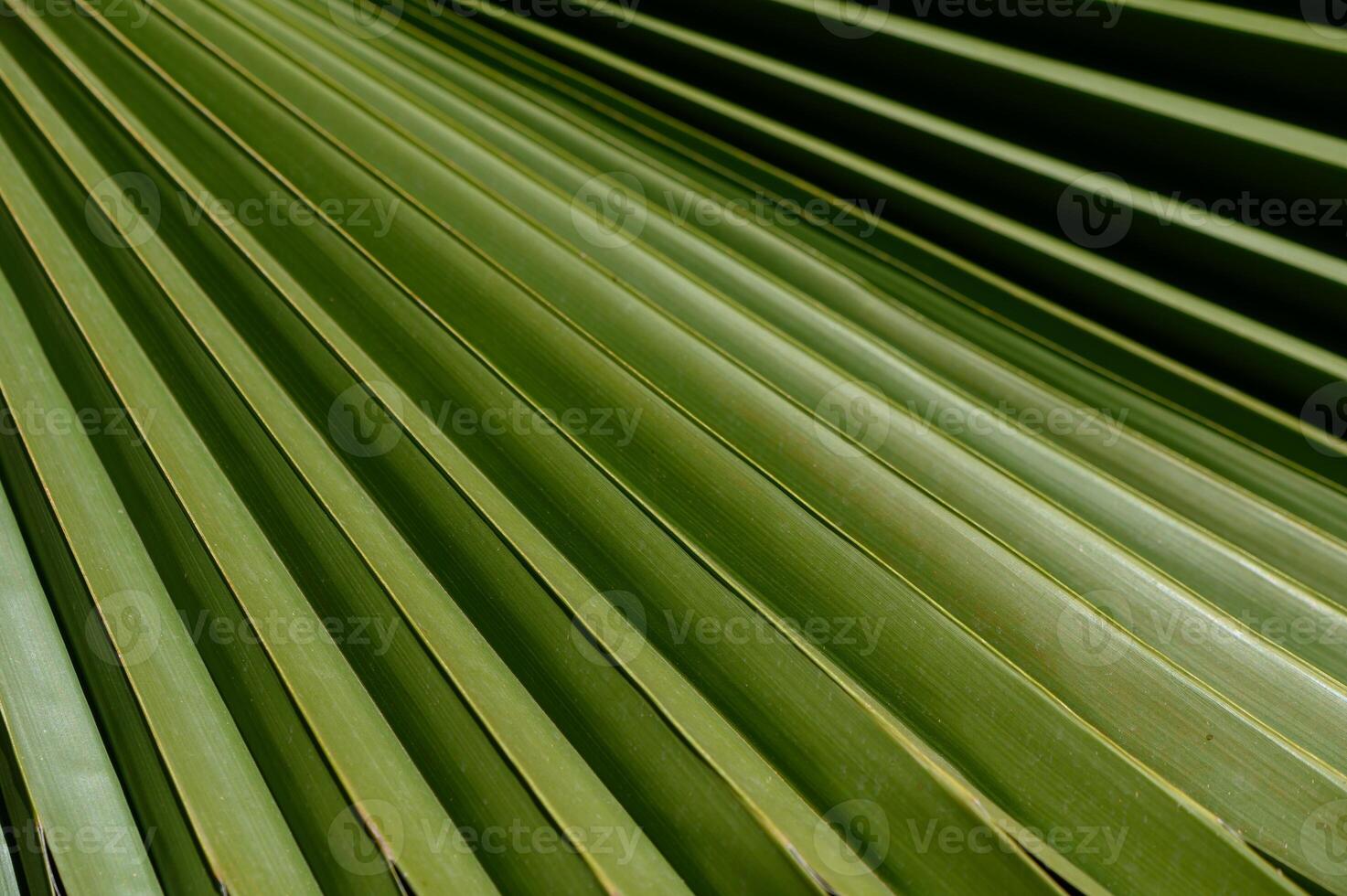 Close-up of tropical palm leaves forming a natural green background. Sunlight and shadows create an exotic texture. photo