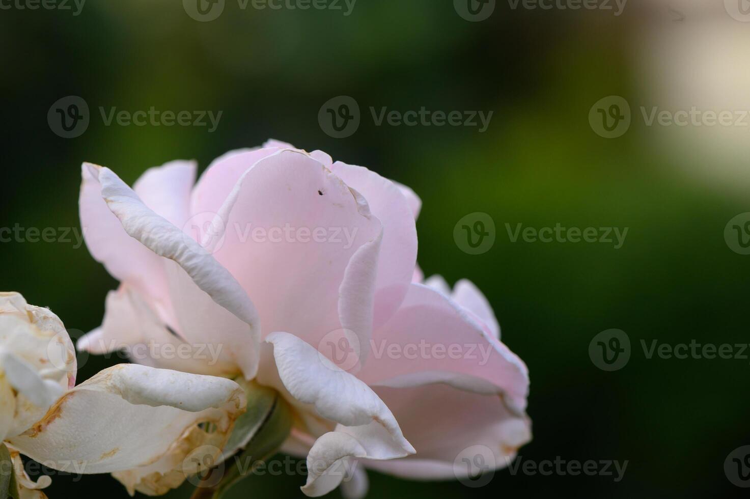 Macro view of a delicate cream rose with soft petals and natural lighting. photo