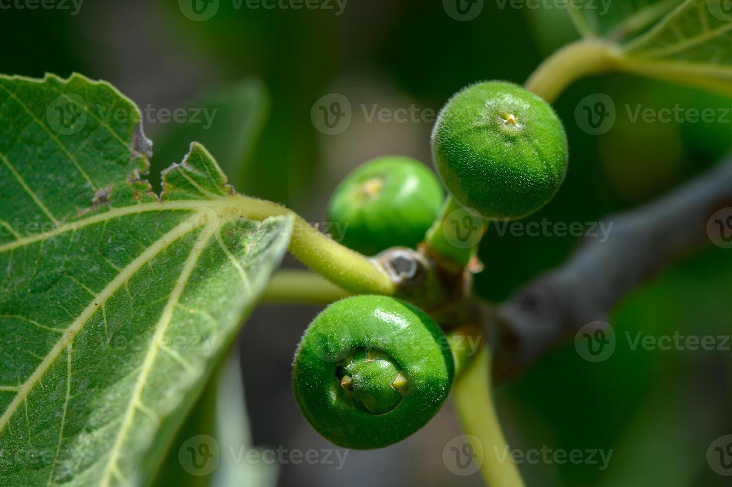 Unripe green figs hanging from a tree branch in a Cypriot garden. photo