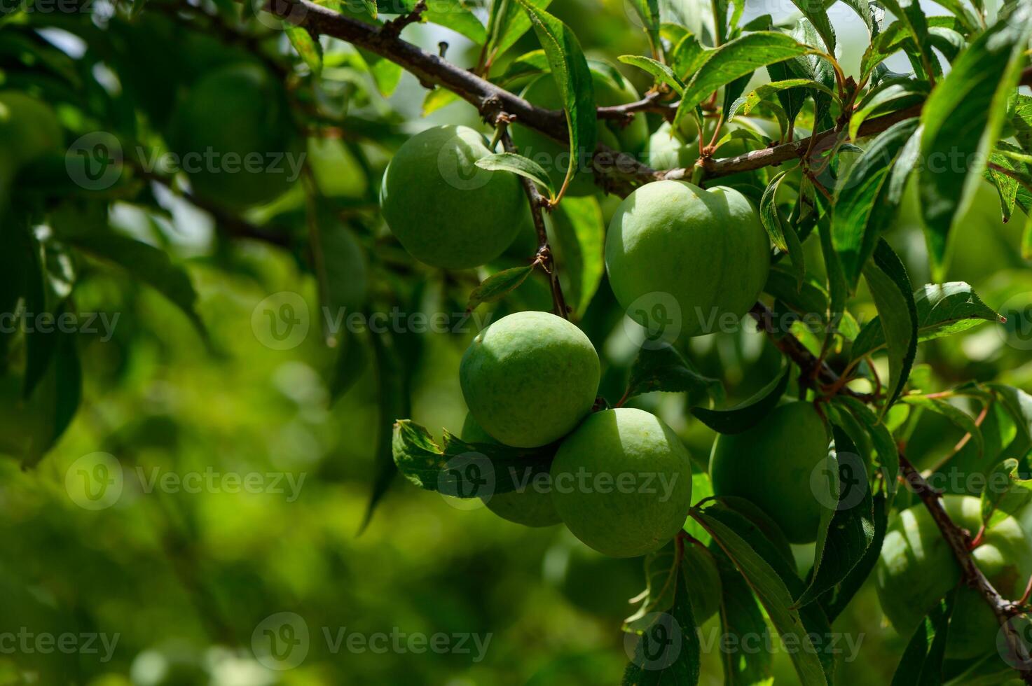Close view of green unripe plums forming on a branch under the warm Cypriot sun. photo