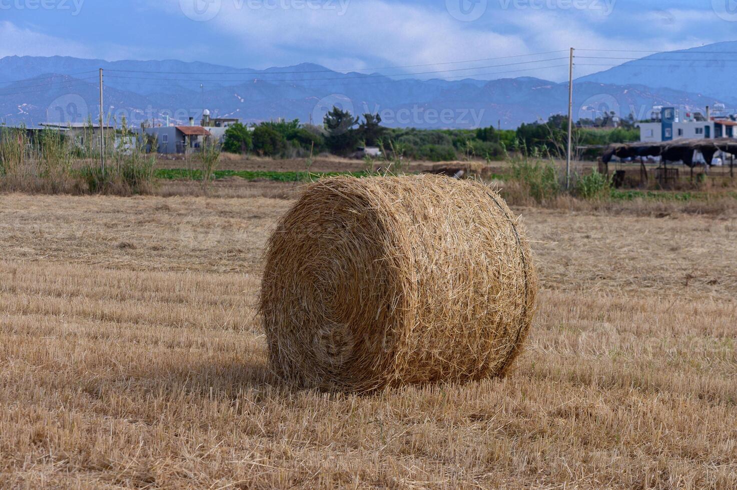 Golden hay bales scattered across a harvested field in Cyprus under a clear blue sky. photo