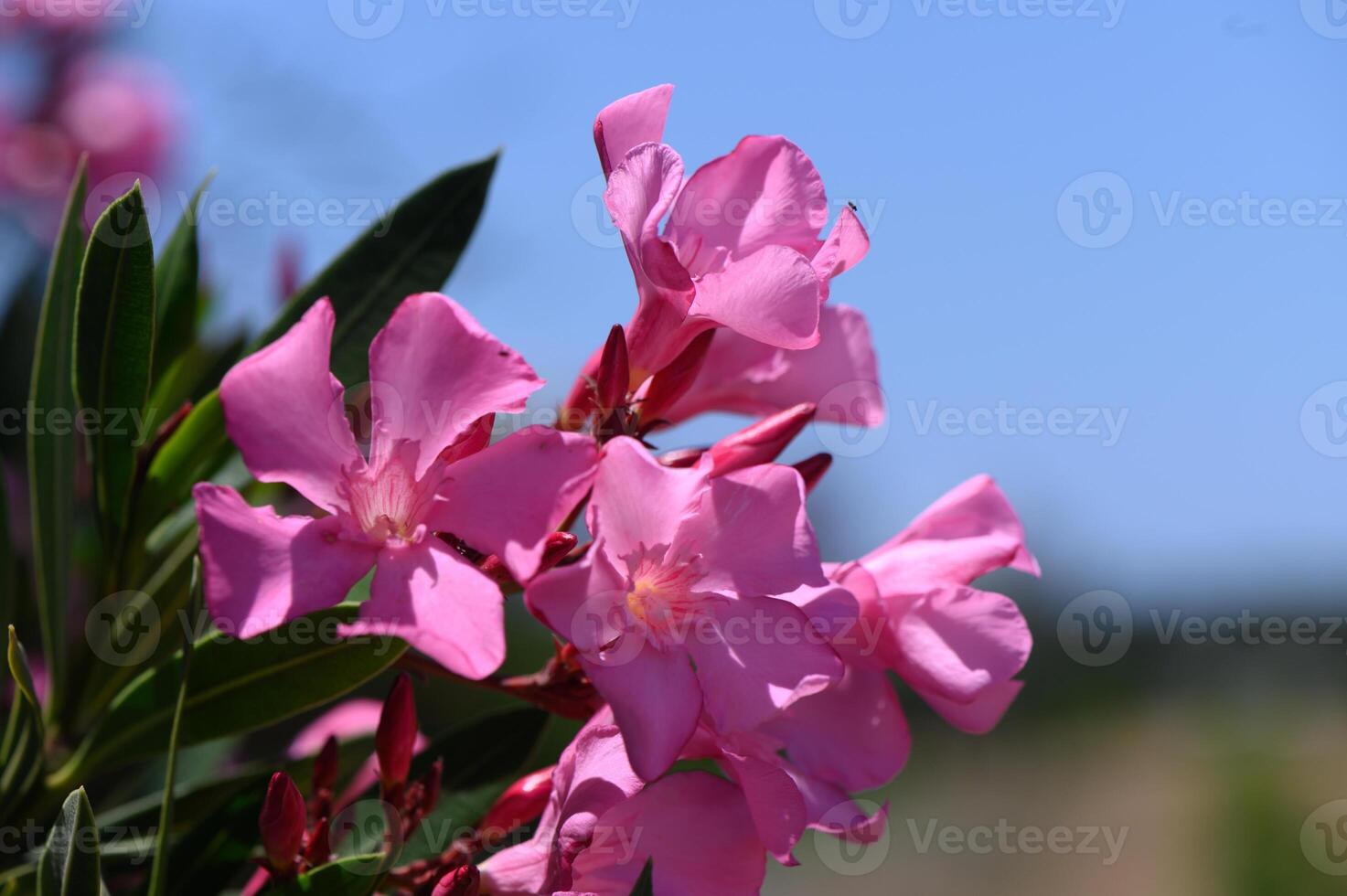 Pink oleander flowers glowing in the warm evening light on Cyprus. photo