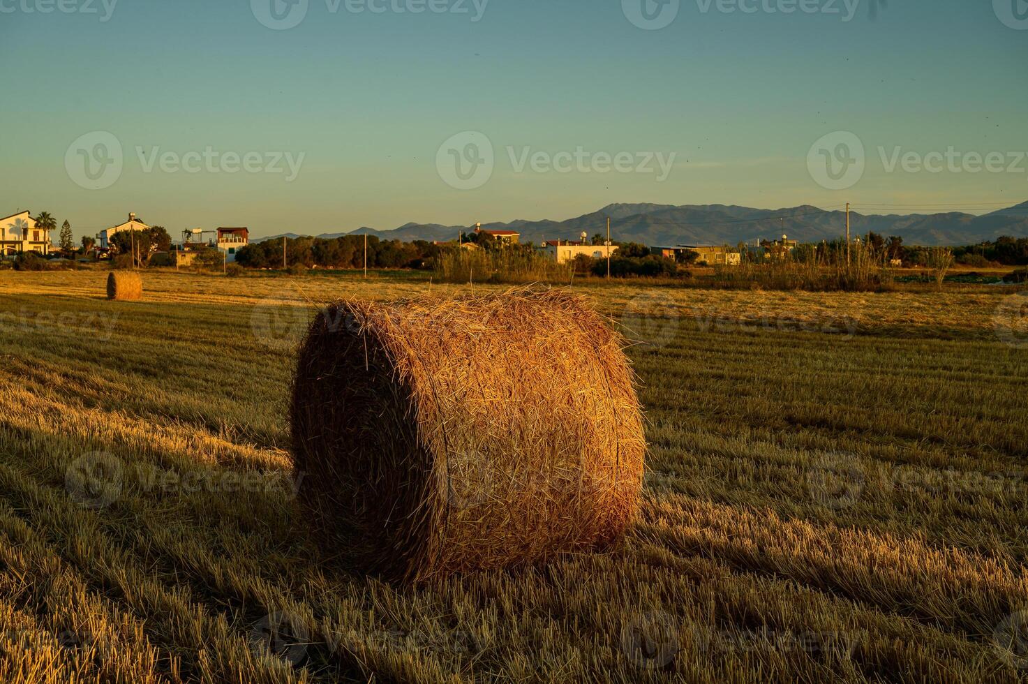 Round straw bales rest on a sunlit field during sunset in Cyprus. photo