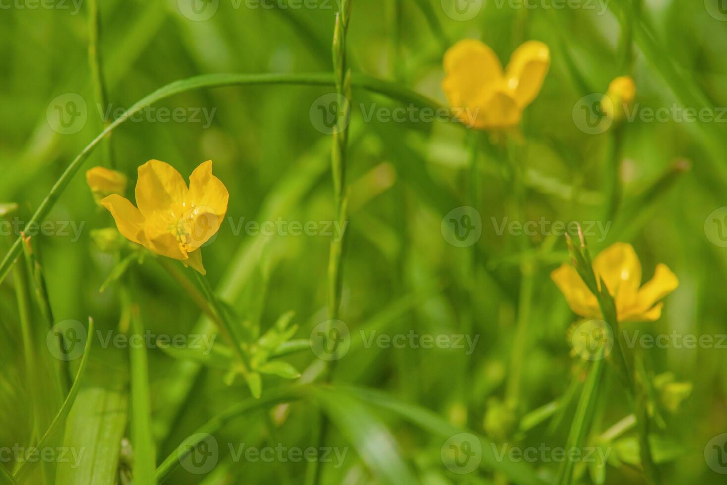 Yellow flowers on a background of green grass. photo